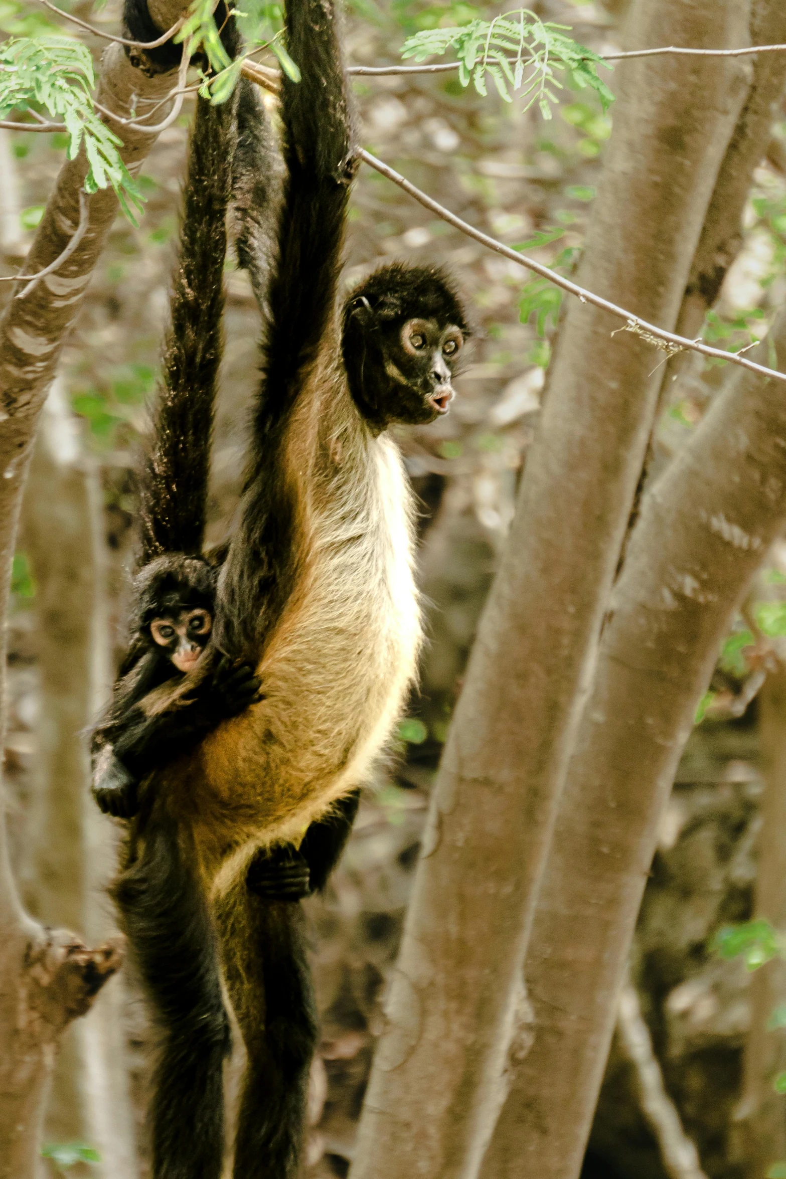 monkey with baby climbing up in treetops above