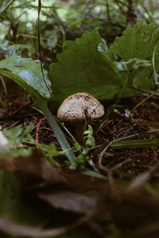 a small mushroom is nestled among the grass and leaves