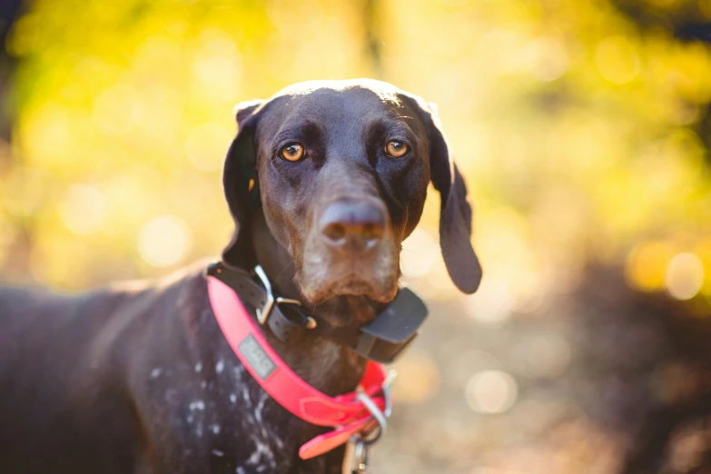 a large black dog looking at the camera