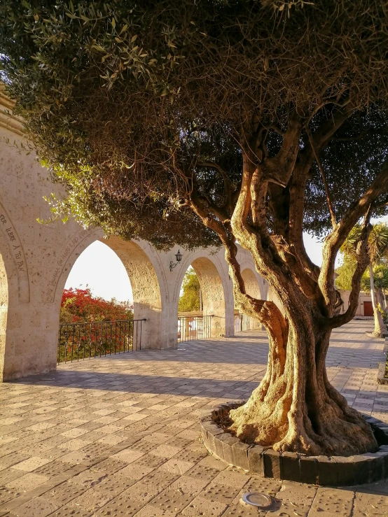 large tree next to wall near walkway at outdoor setting