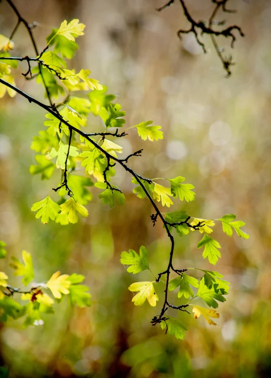 green leaves hang from a nch in the woods