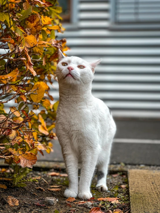 a white cat standing next to a tree