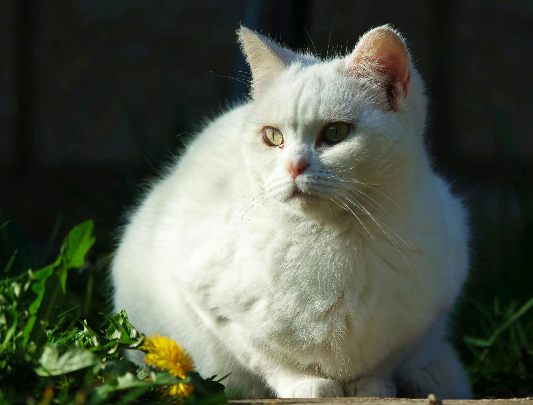 a cat with yellow eyes sitting next to a grass field