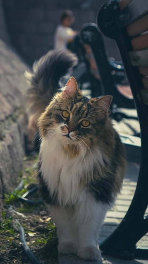 a cat standing next to a park bench