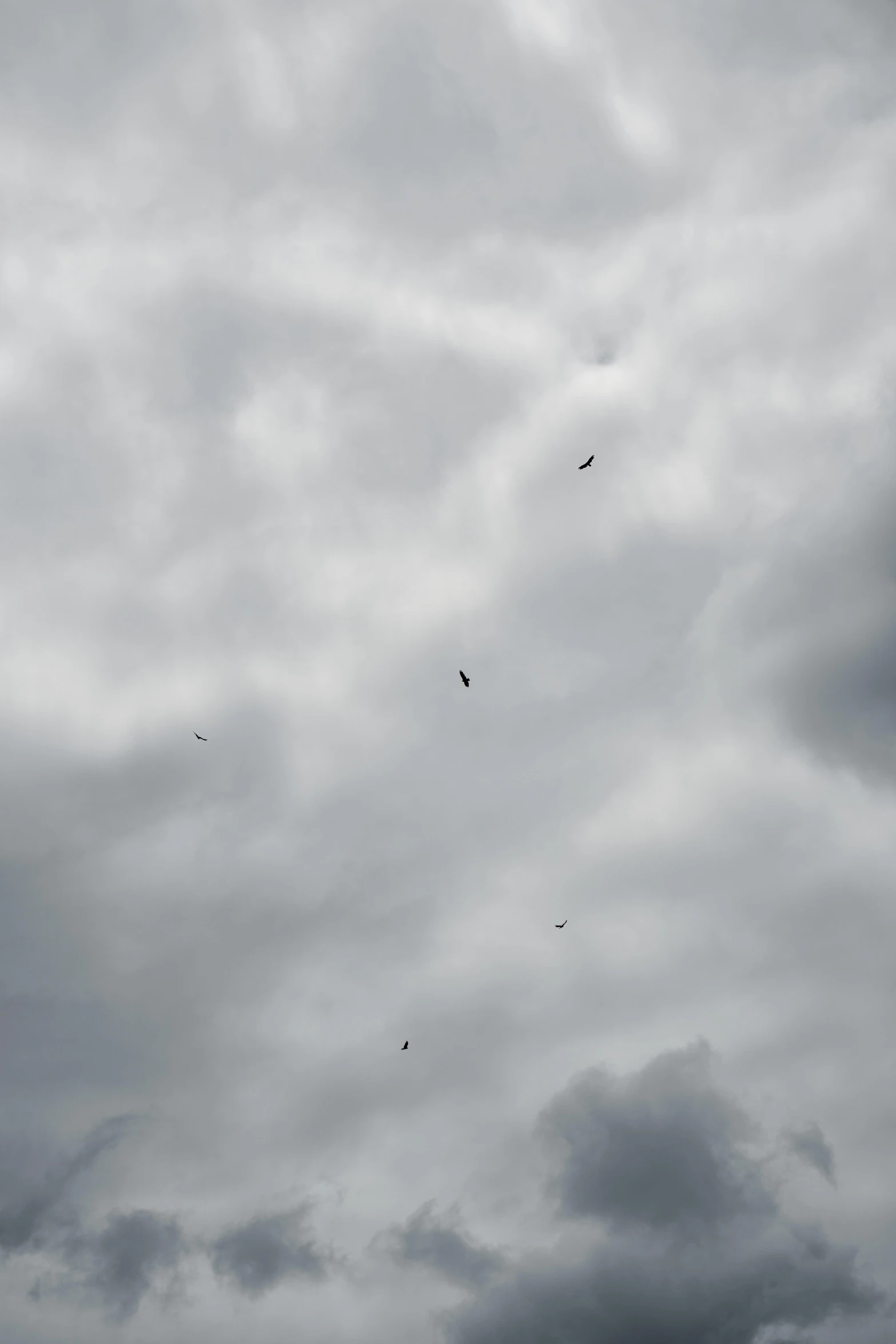 a couple birds fly through the air on cloudy skies