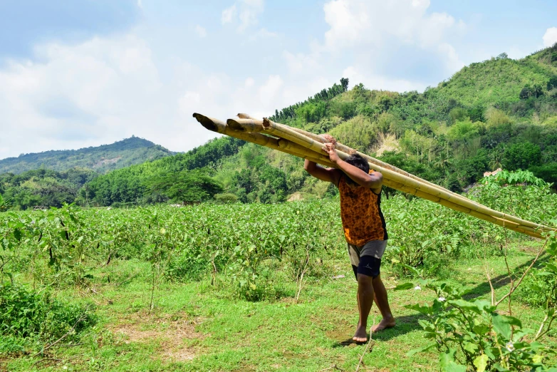  in grassy area carrying a very large wooden object