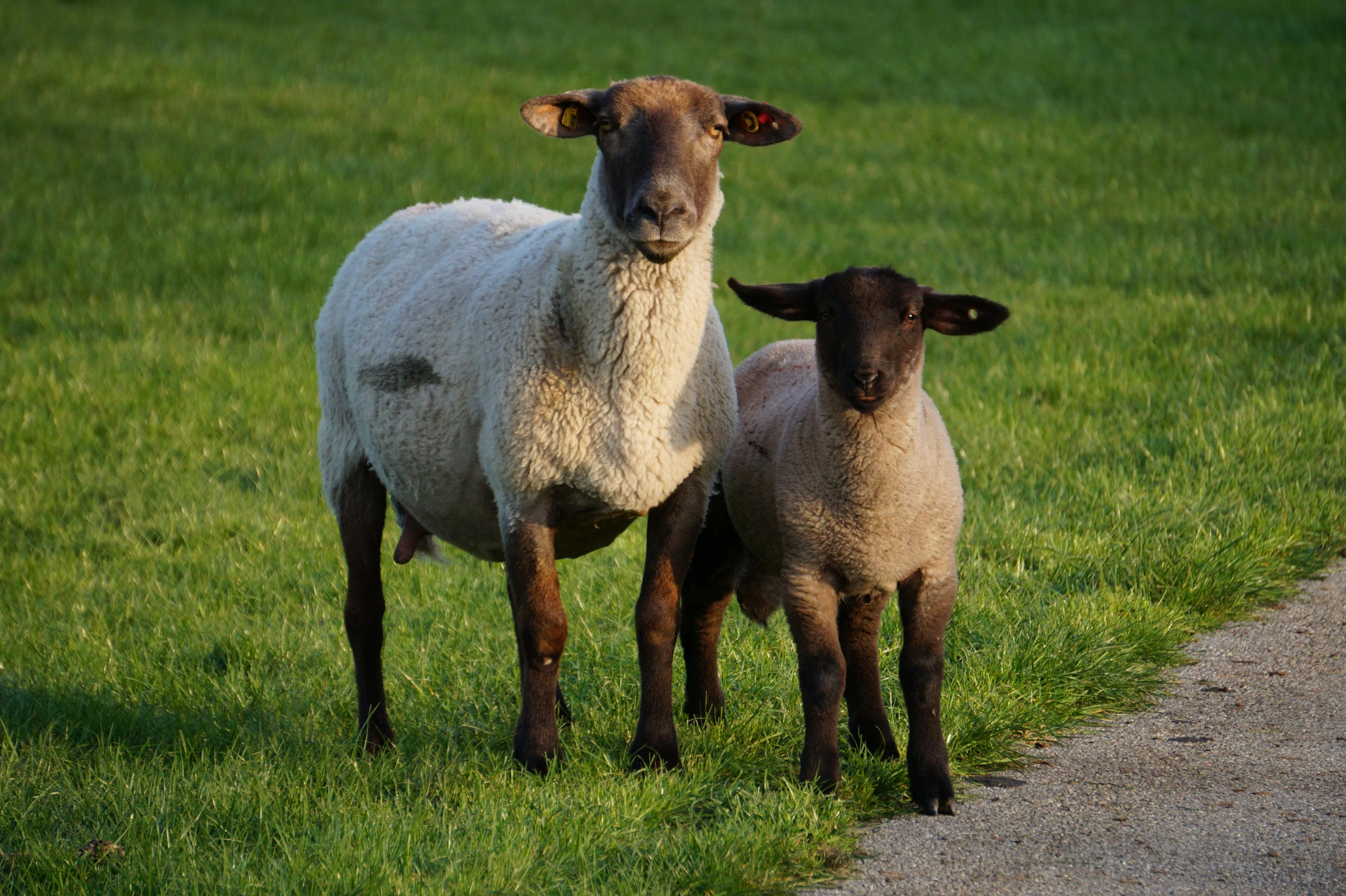 two lambs standing close together on a green grass covered field