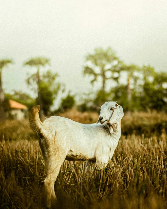 an adult sheep is standing in a field