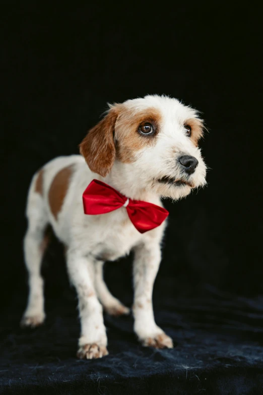 a small dog wearing a red bow tie