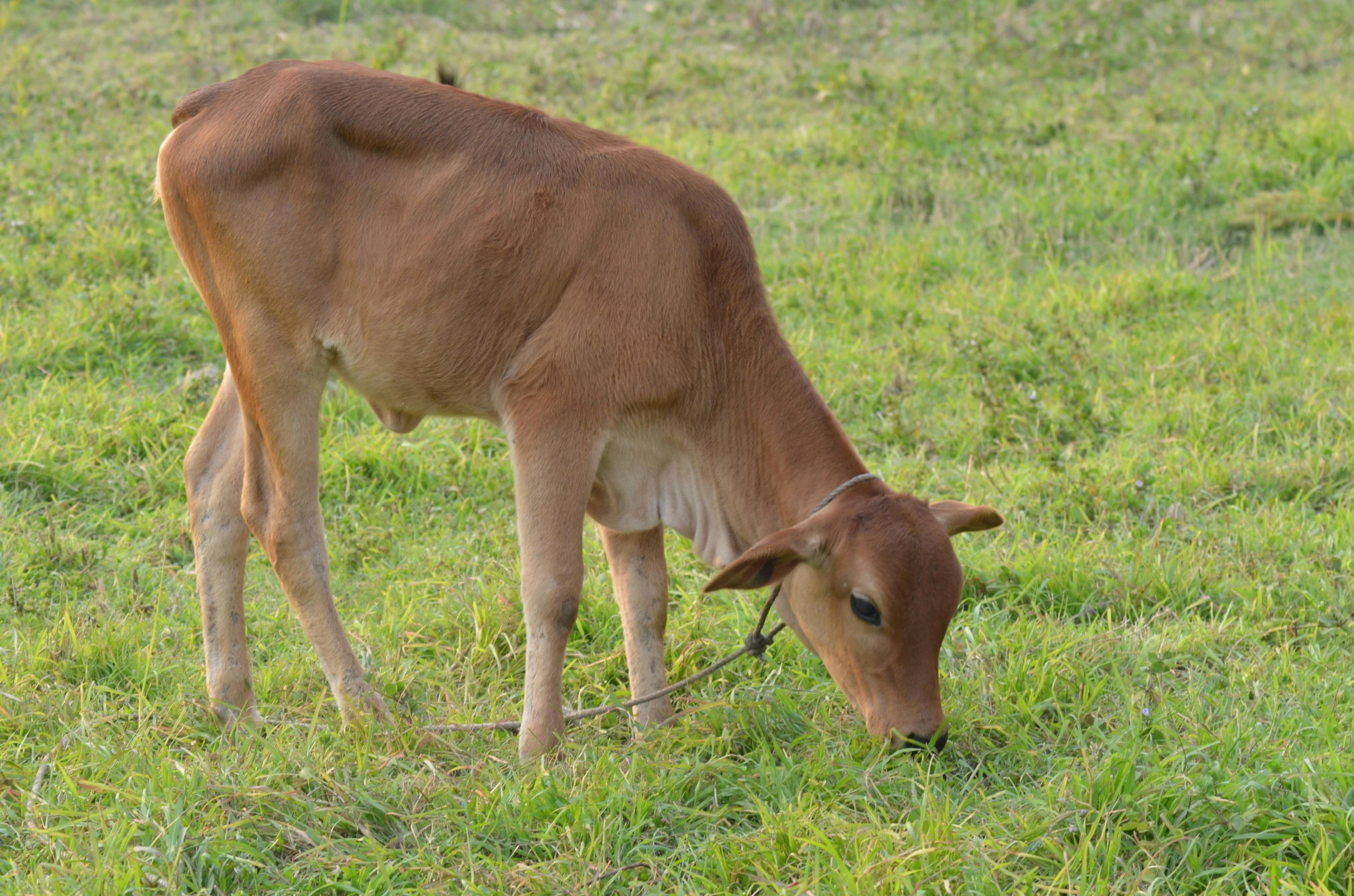 an animal is bent over eating some grass