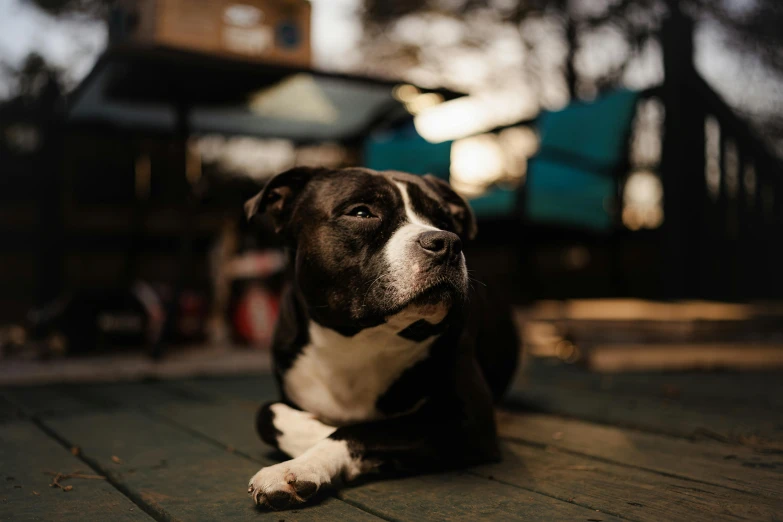 a dog rests on the ground near a building