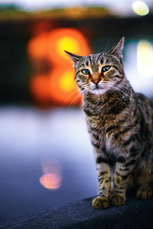 a cat is standing on the edge of a vehicle