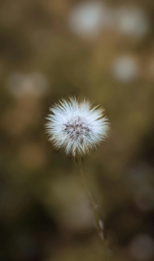 a dandelion that is on a plant outside