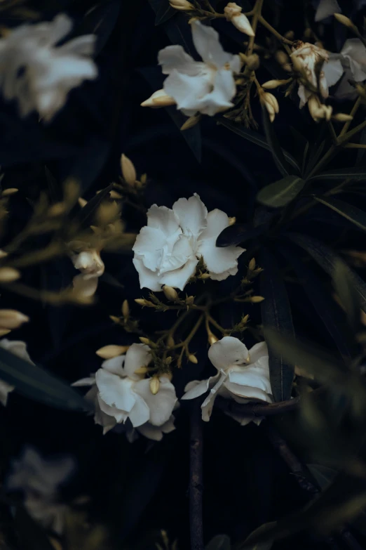 a cluster of white flowers that is blooming in the night