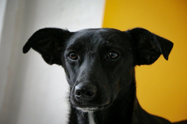 a black dog looks at the camera with a curious look