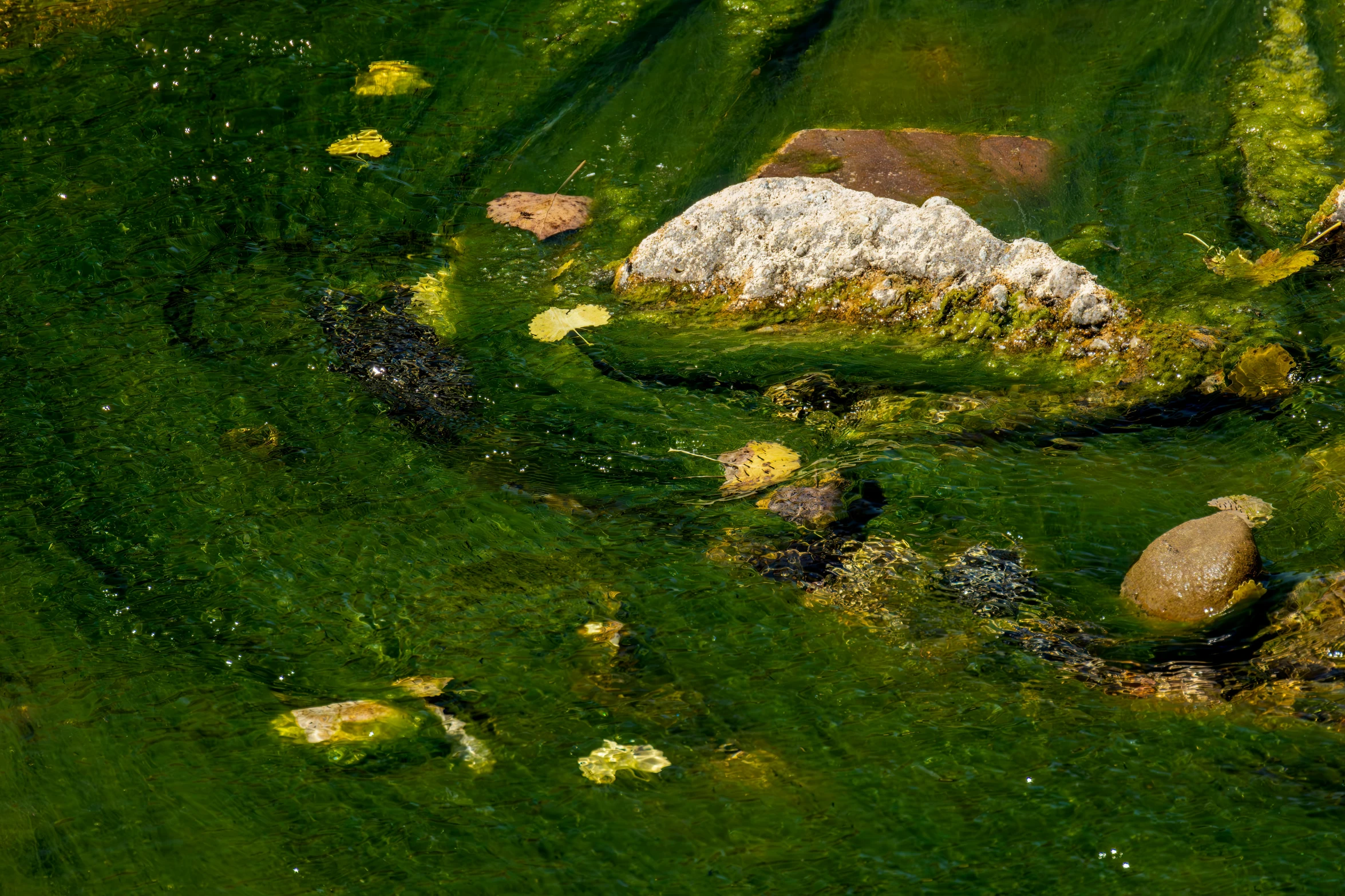 an image of green grass with rocks in the water