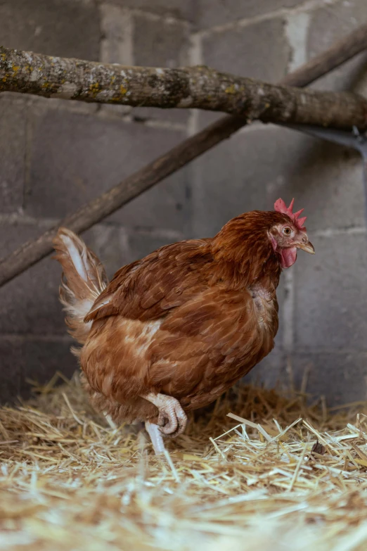 a hen walking around in a straw filled pen