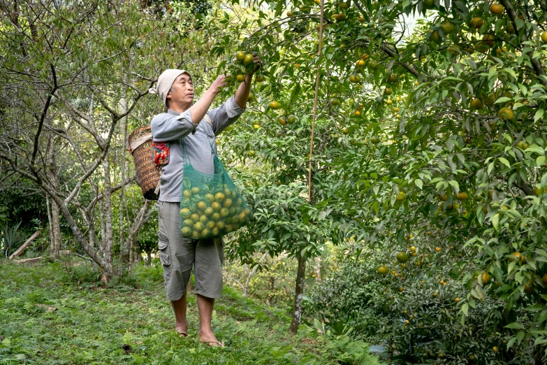 a woman in an apple orchard picking fruit