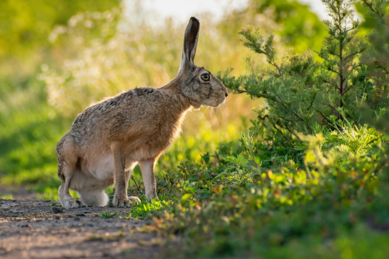 a rabbit is sniffing the leaves on the ground