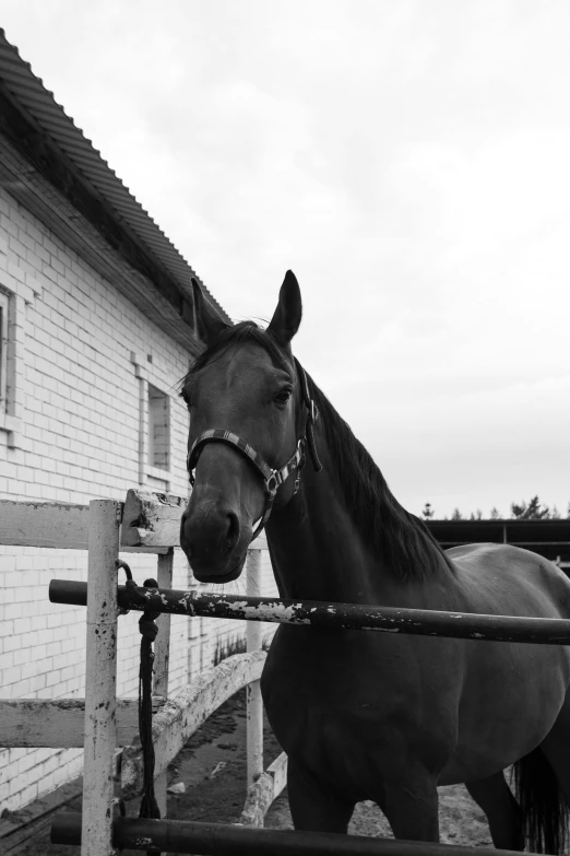 a black horse standing in front of a white building