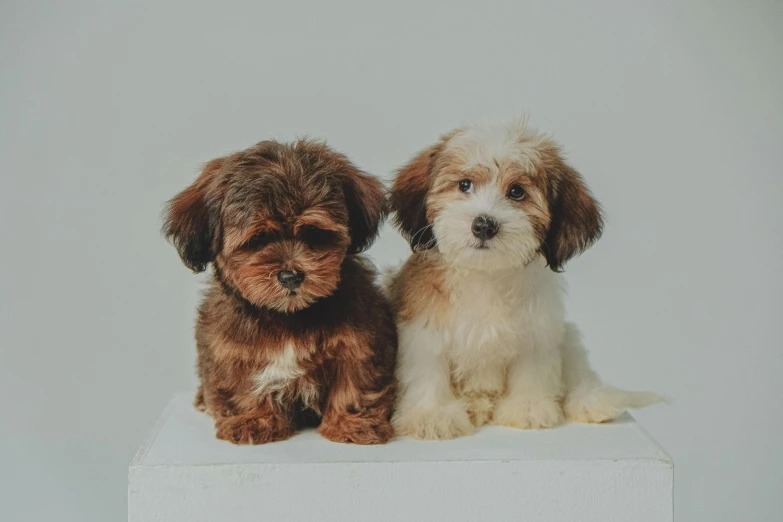 a little brown and white puppy sitting next to a larger ones