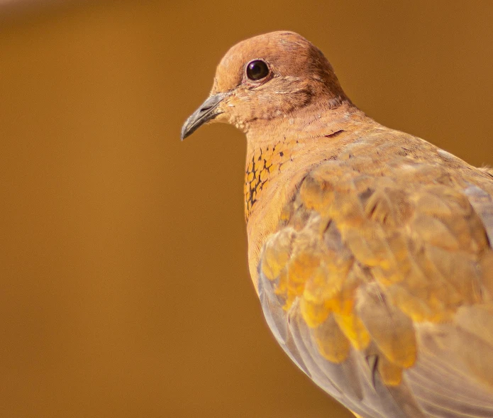 the bird is staring into the camera