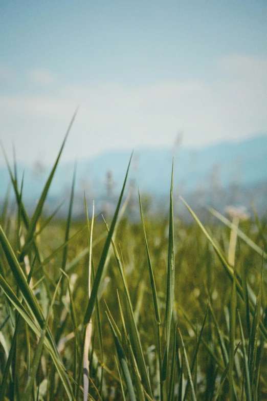 view over grassy terrain and mountains in distance