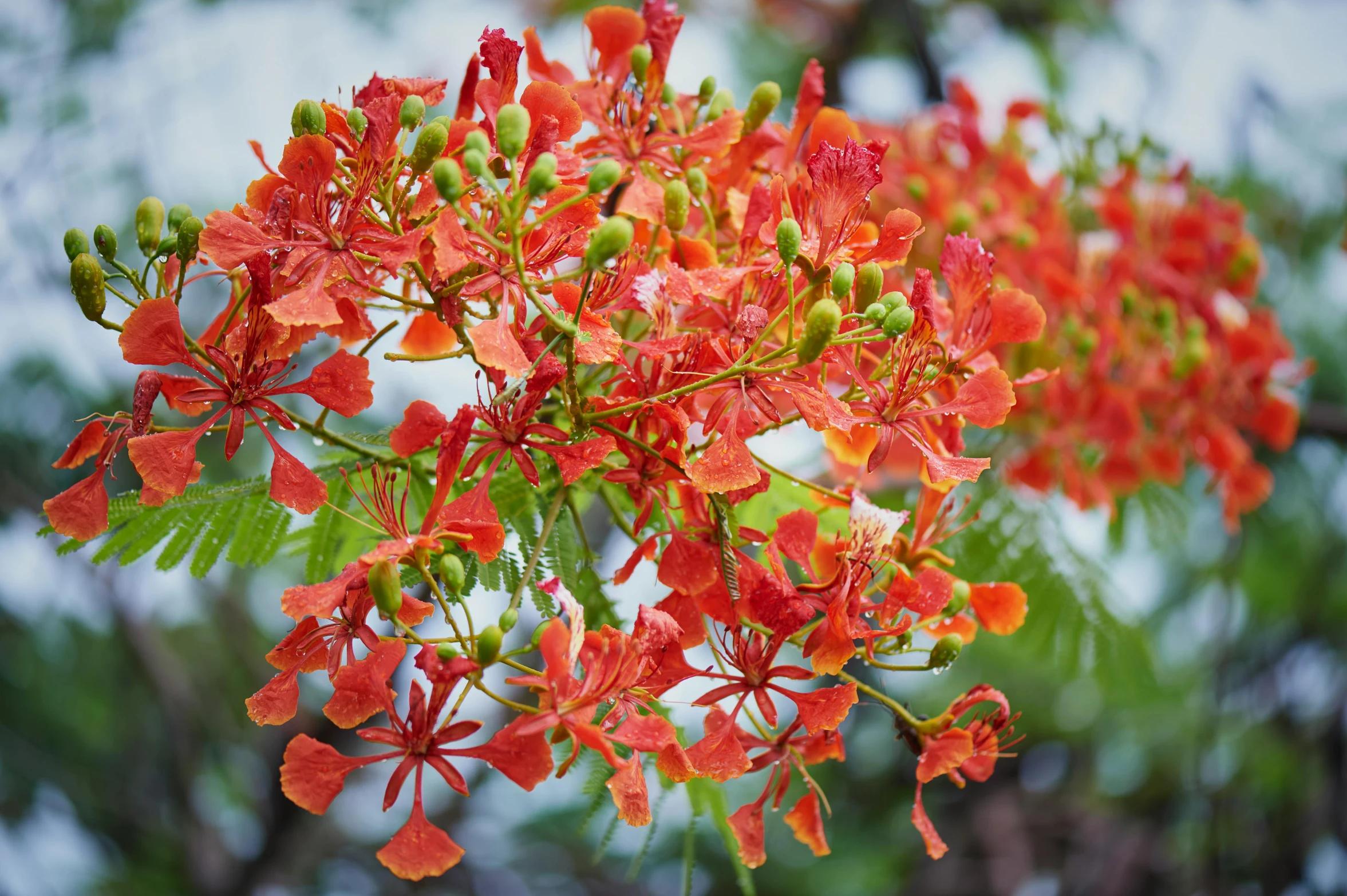 red flowers are on the nch of a tree