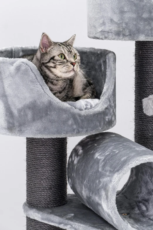 a cat sitting in the middle of a cat tree