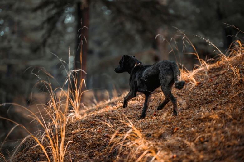 a dog that is running around on a hill