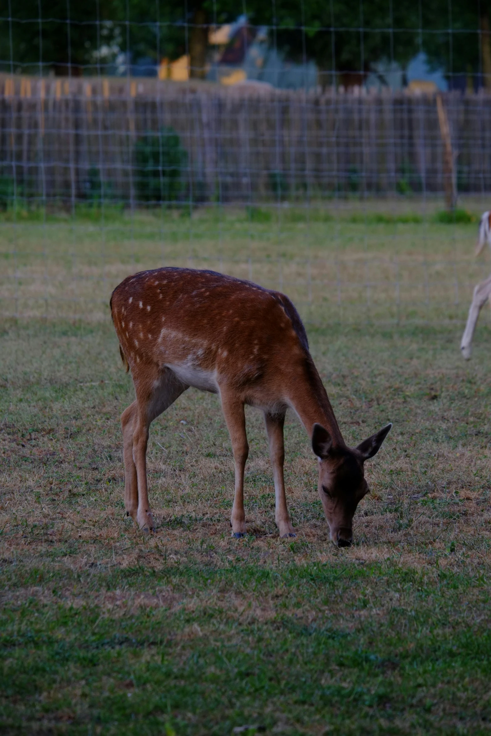 the animals are standing close together eating grass