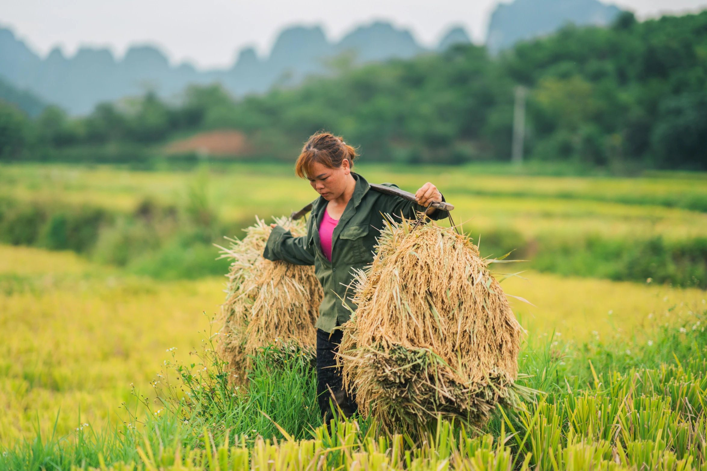 the woman is carrying hay in the field