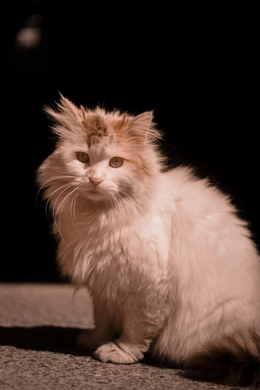 there is a small fluffy cat sitting on the floor