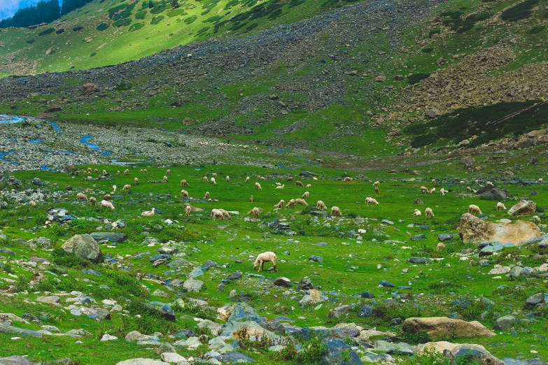 an image of a grassy plain area with sheep grazing on it