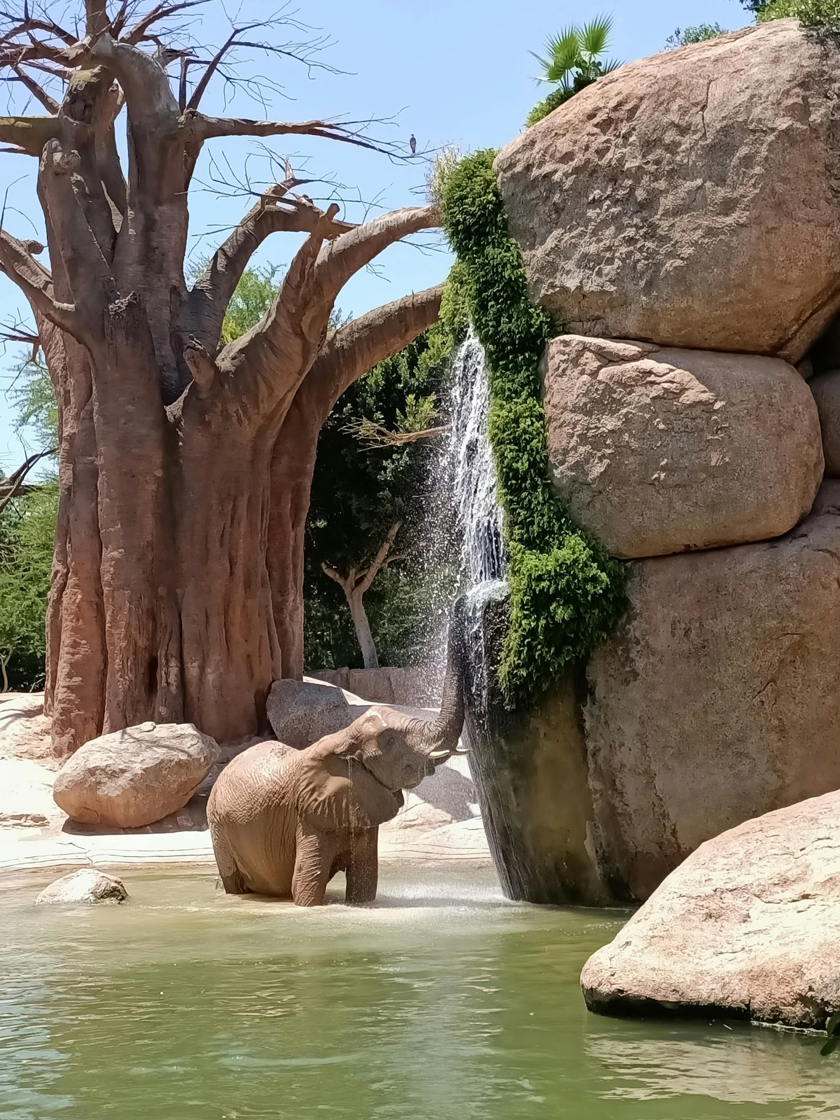 a small elephant is in the water next to the rocks