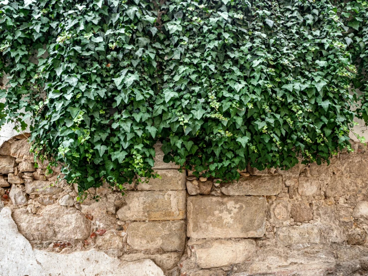 a big wall with some plants growing over it