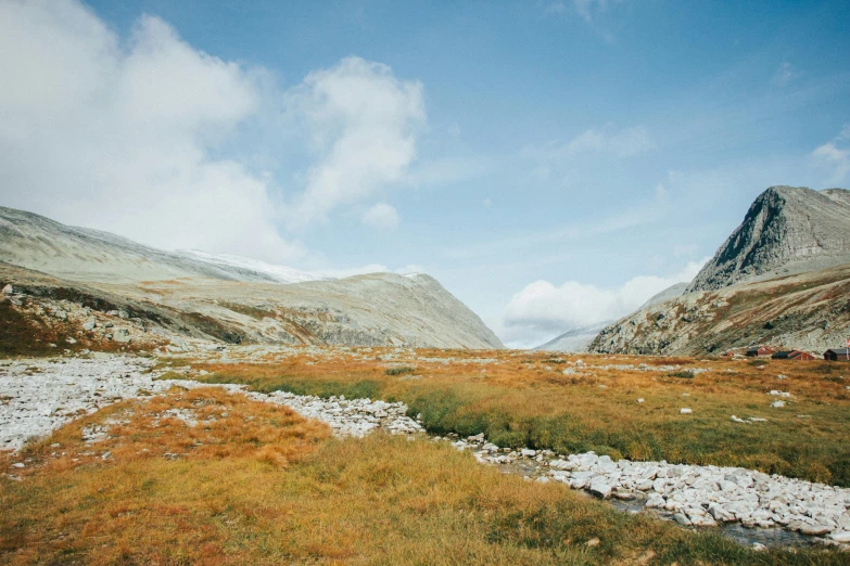 there are grass in the field with mountains in the background