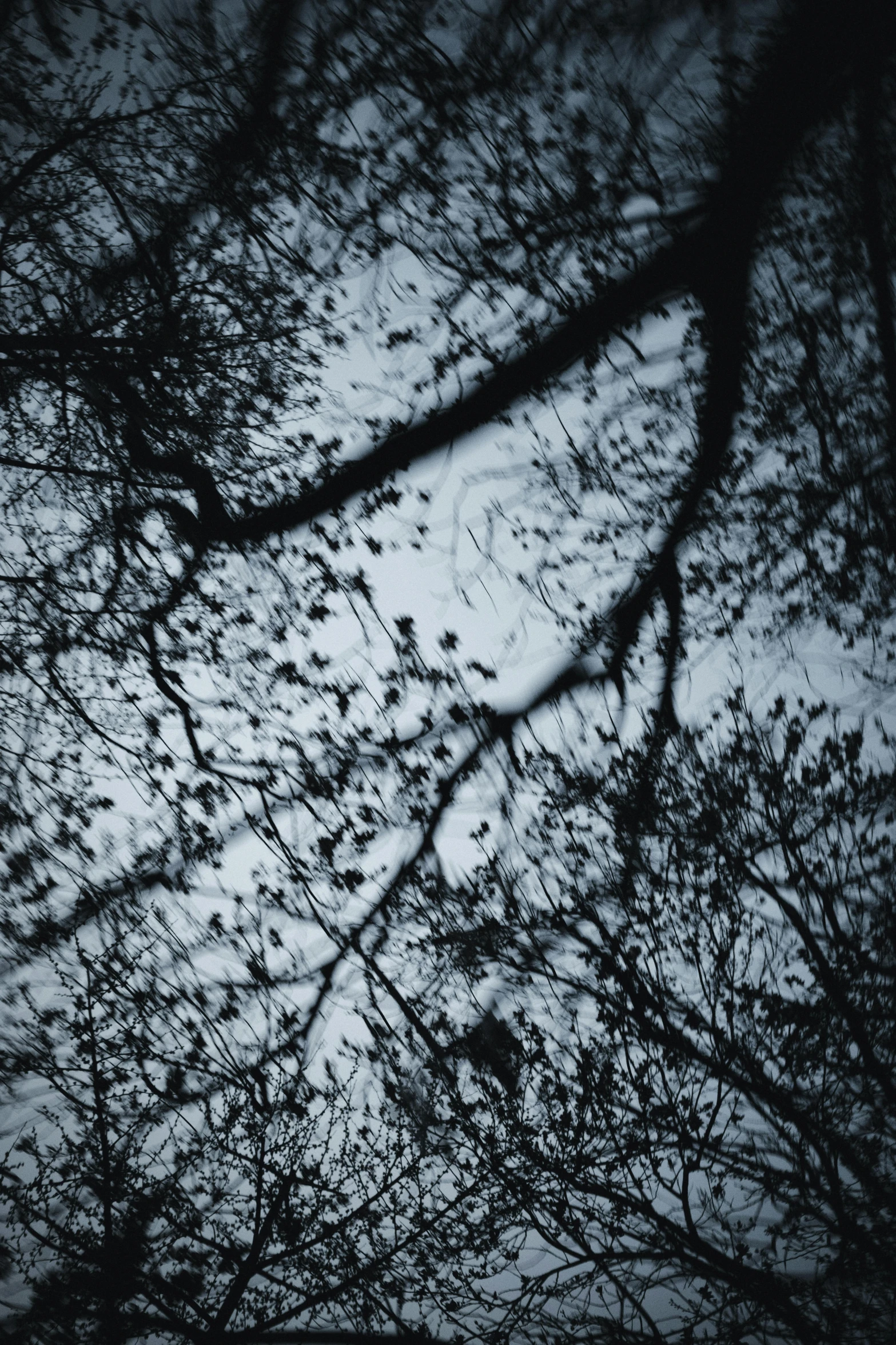 silhouettes of tree nches in the snow