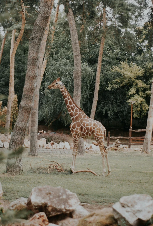 a giraffe walks through its enclosure with rocks and trees