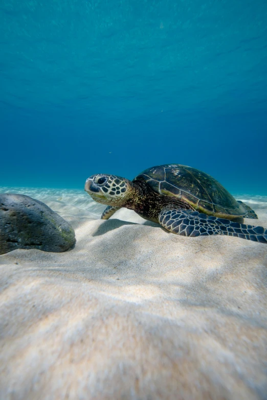 a turtle swimming through the sand at the ocean