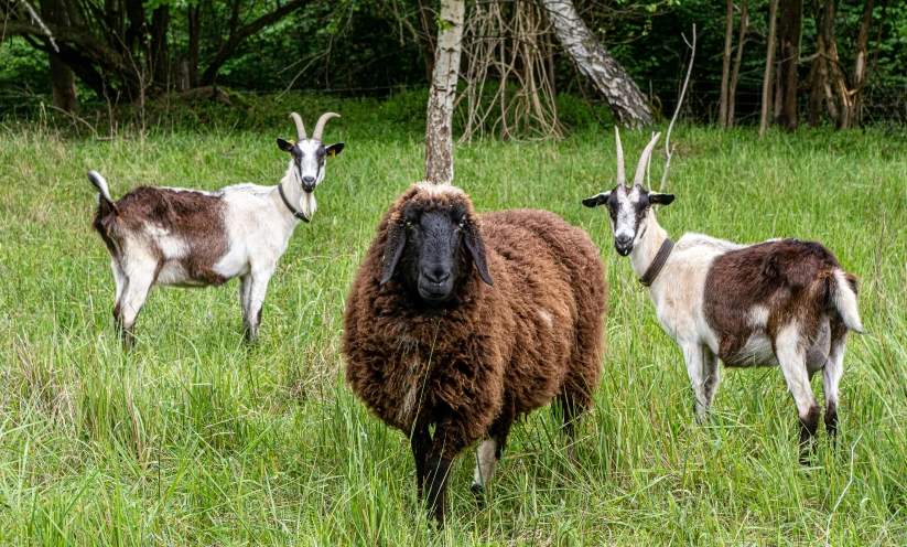 three goats and a goat standing on some grass