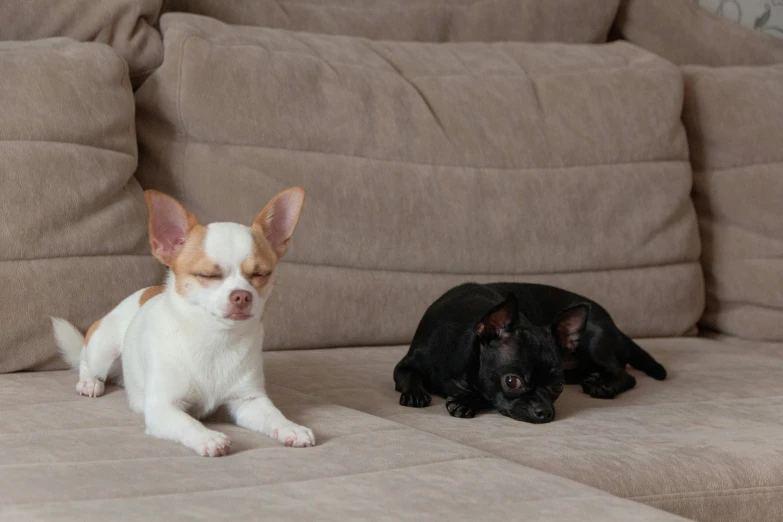 two small dogs are laying on a sofa