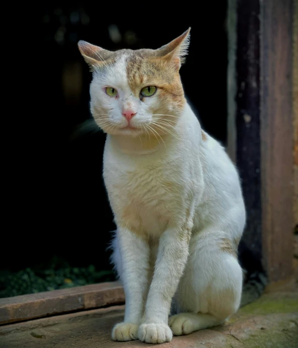 a cat is sitting on the floor outside