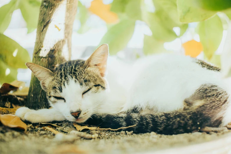 a cat sleeping underneath a tree in a park