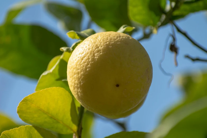 a large ripe orange hanging on a tree