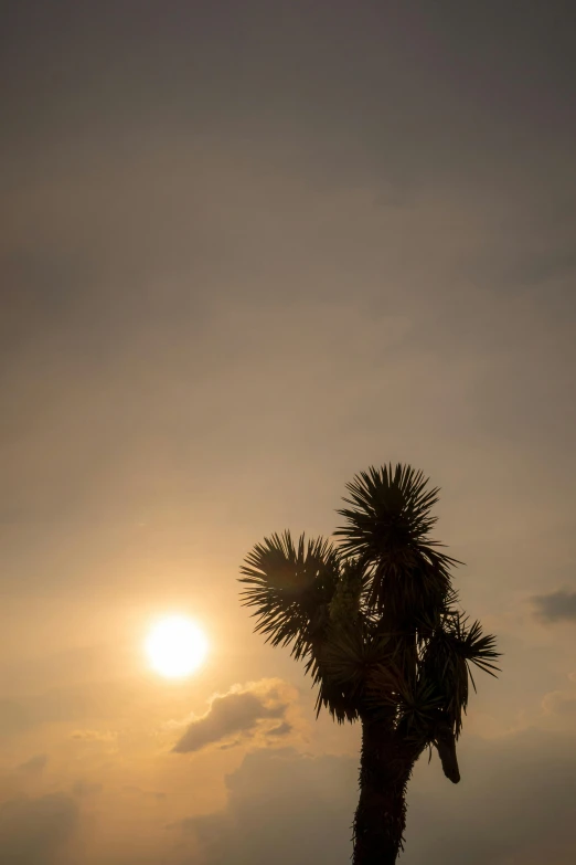 a lone palm tree with the sun shining through