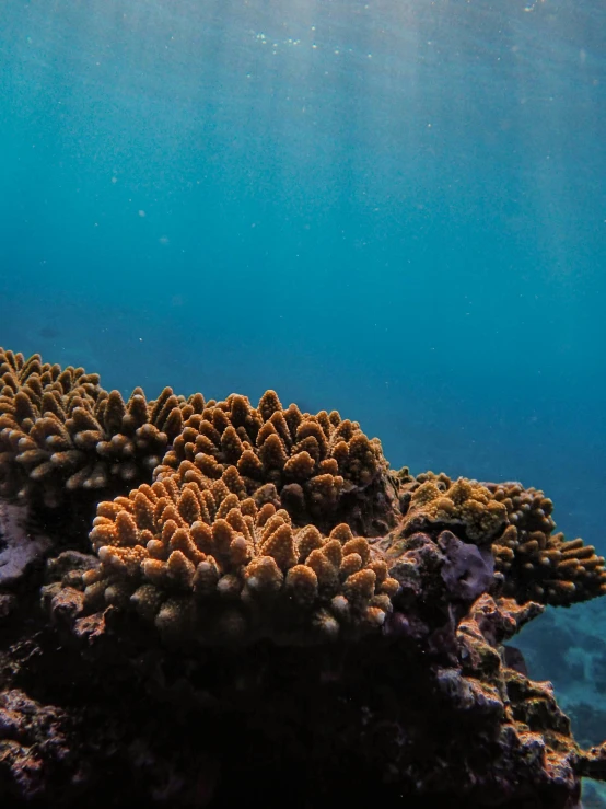 a underwater po of the coral reef and water