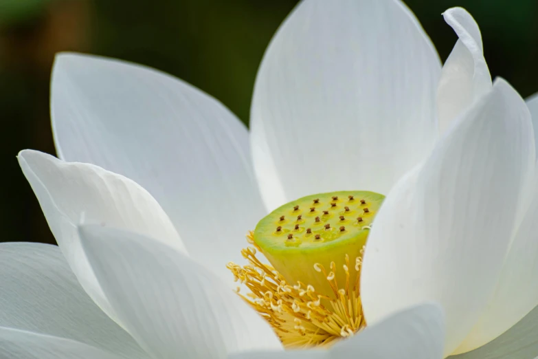 a white flower with a yellow spot on the stamen