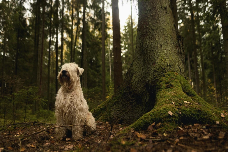 a gy white dog is standing in front of a moss covered tree