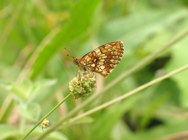 a erfly sitting on a stalk of flower